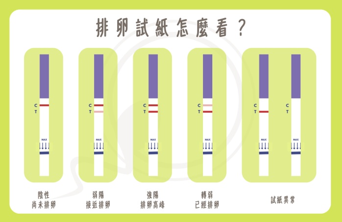 排卵試紙怎麼看？弱陽、強陽、轉弱代表什麼意思？