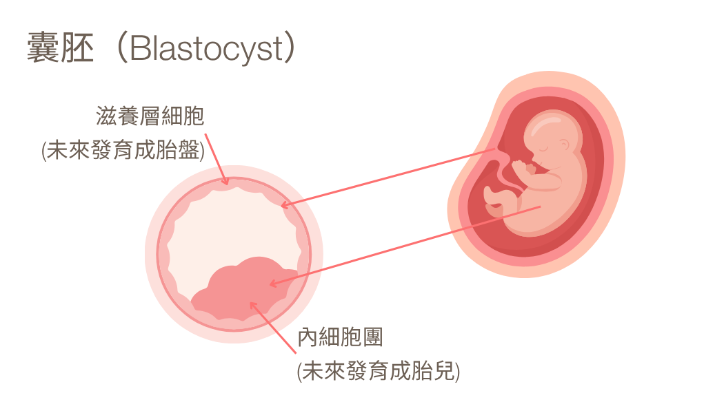 正常行房6個月，受孕機率圖