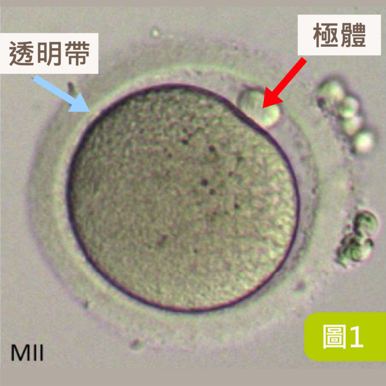 正常行房6個月,受孕機率圖