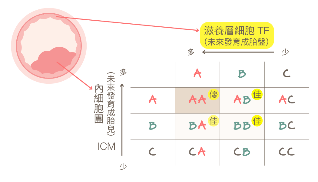 正常行房6個月，受孕機率圖