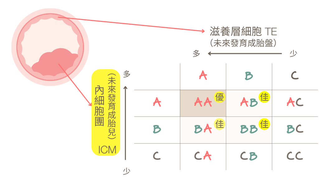 正常行房6個月，受孕機率圖