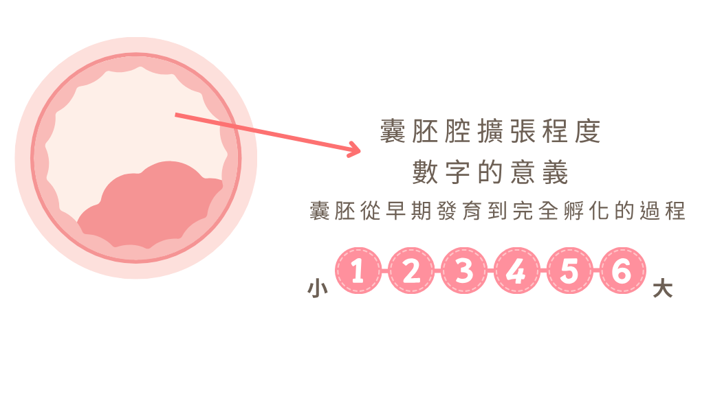 正常行房6個月,受孕機率圖